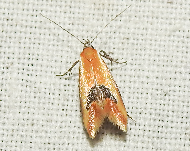 Batia internella/lambdella