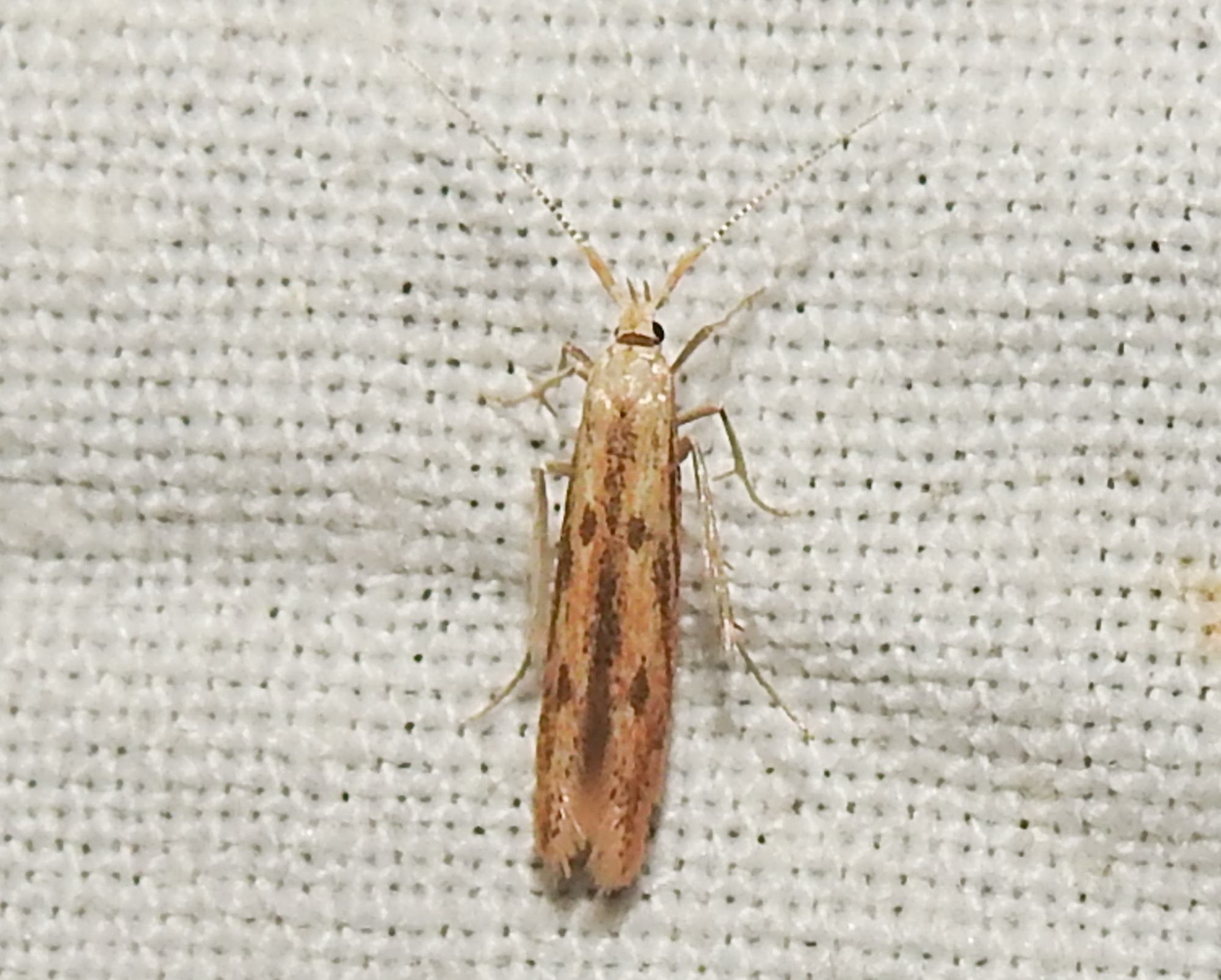 Coleophora squalorella - mocskos zsákosmoly