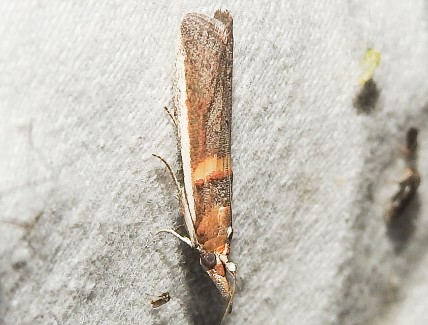 Etiella zinckenella - akácmoly