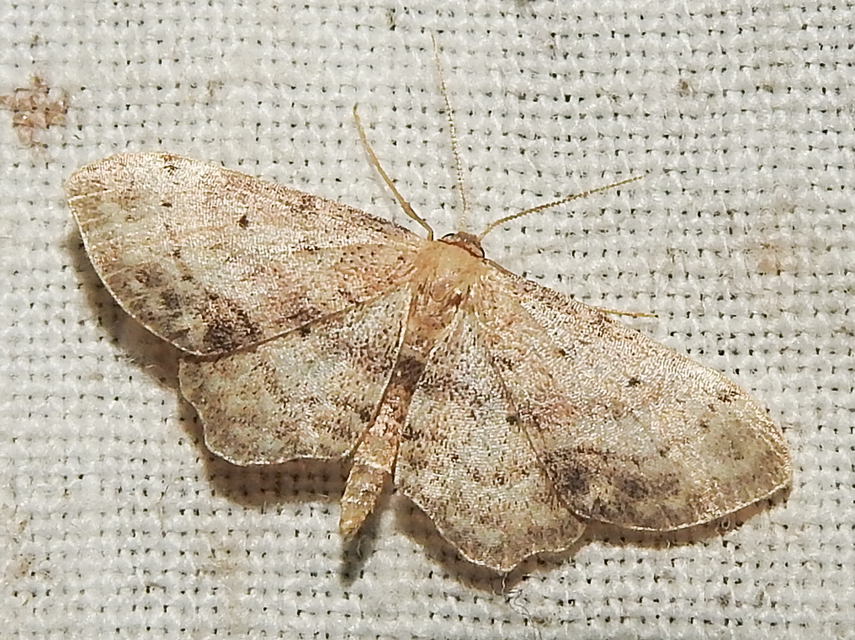 Idaea dimidiata - gyakori apróaraszoló