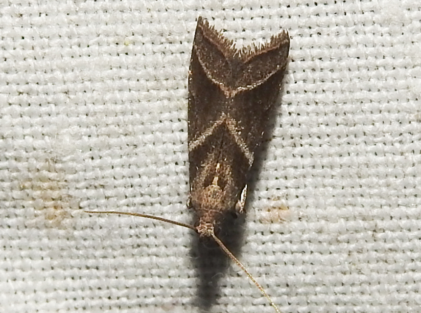Nyctegretis triangulella - háromszöges karcsúmoly