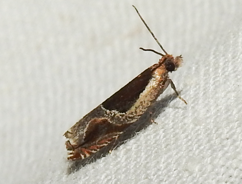 Ancylis unculana - szedersodró horgasmoly