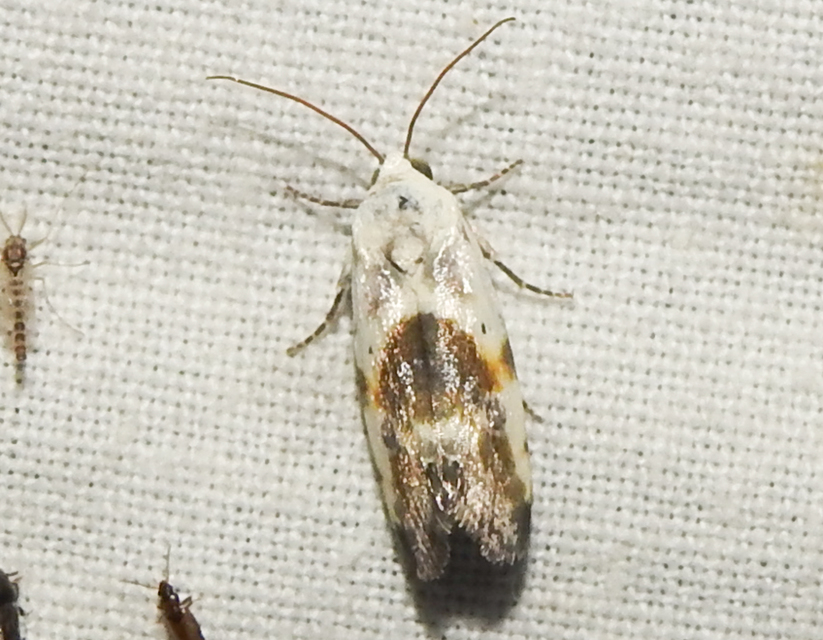 Ponometia candefacta - parlagfűbagoly