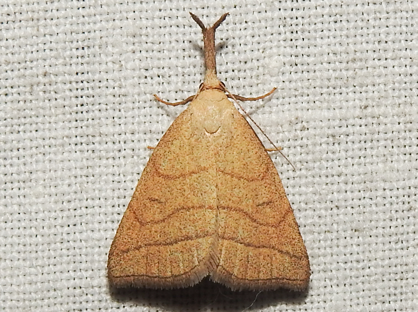 Polypogon tentacularia - sötétaljú karcsúbagoly