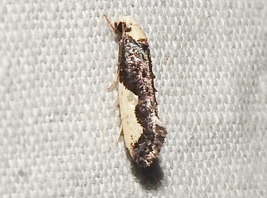 Monopis monachella - apácamoly
