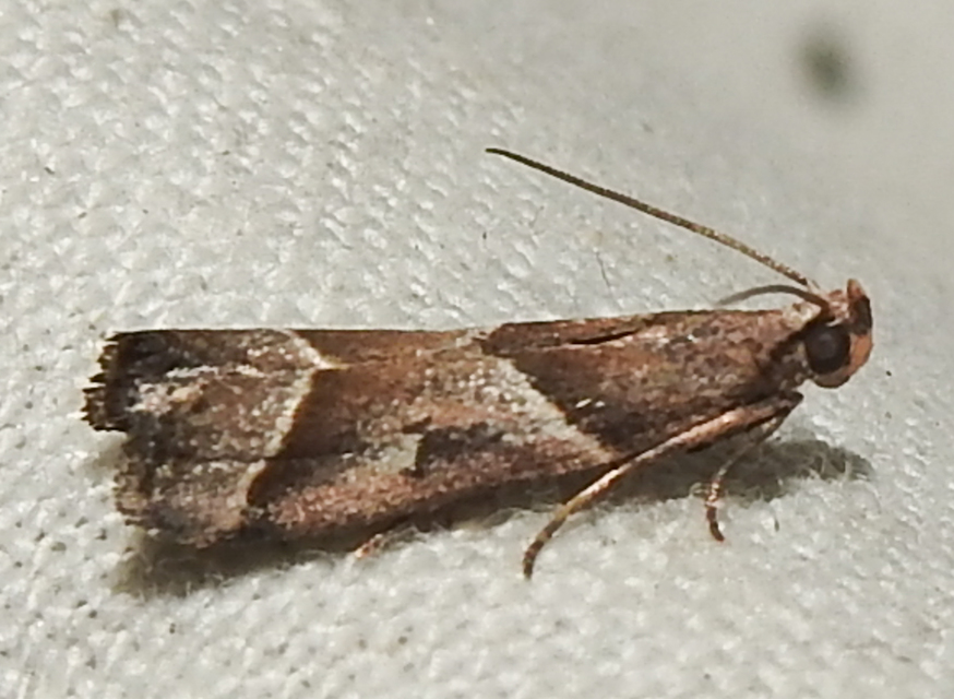 Nyctegretis lineana - agátszínű karcsúmoly