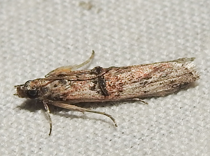 Nephopterix angustella - kecskerágó-karcsúmoly