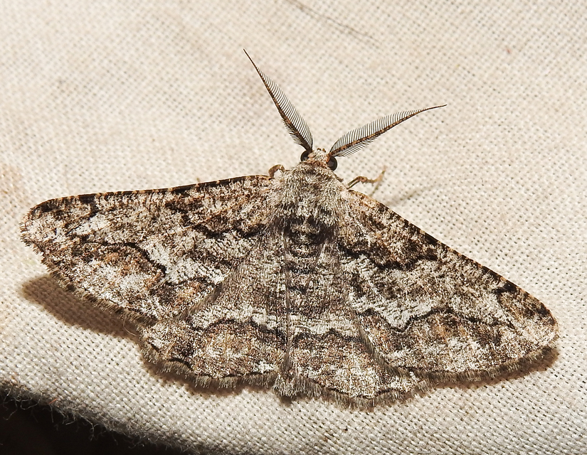 Synopsia sociaria - ürömaraszoló
