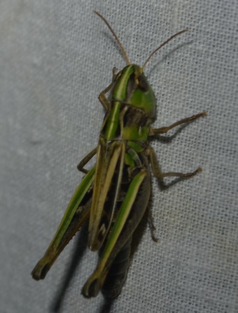 Stenobothrus nigromaculatus - sztyeppréti sáska