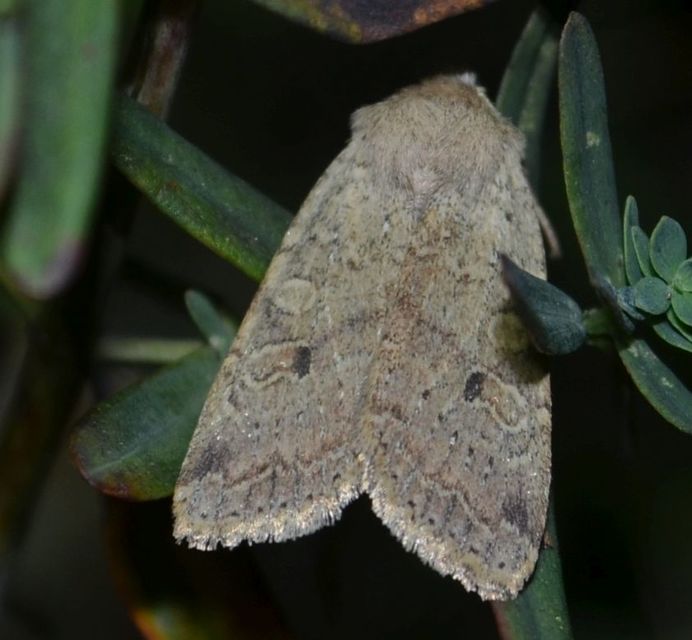 Propenistra laevis - könnyű őszibagoly