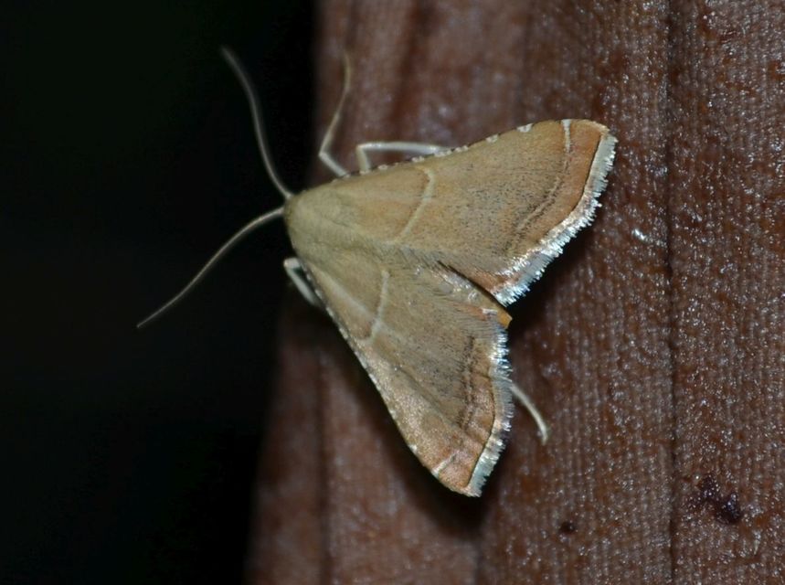 Endotricha flammealis - tüzesszárnyú fényilonca