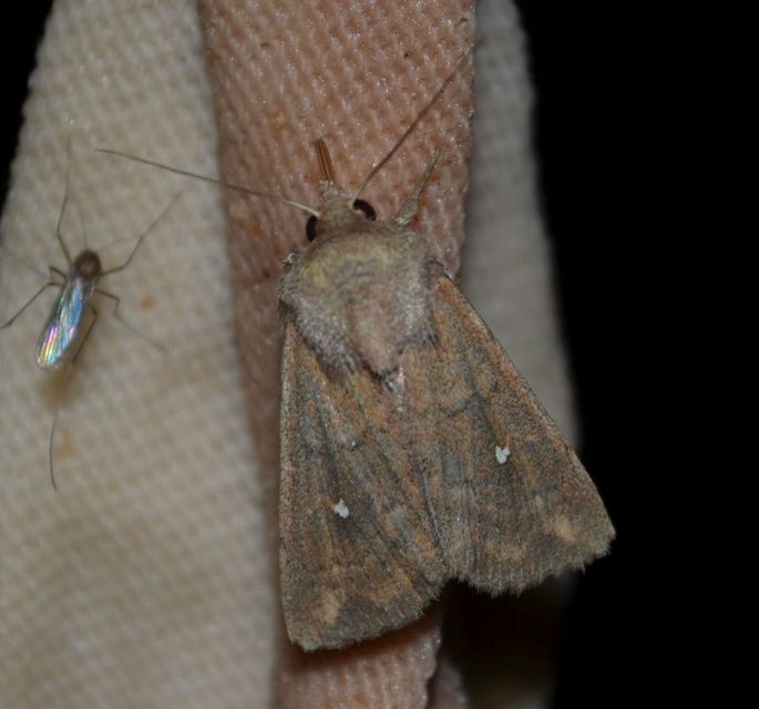 Mythimna albipuncta - fehérpettyes rétibagoly