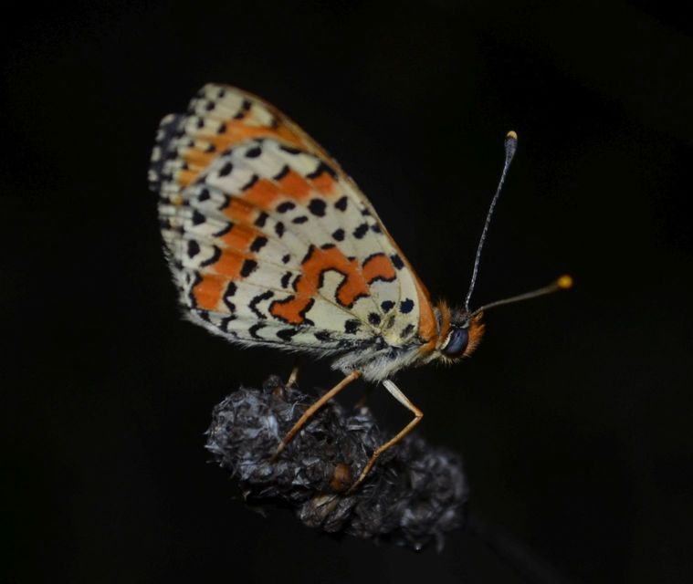 Melitaea didyma - tüzes tarkalepke