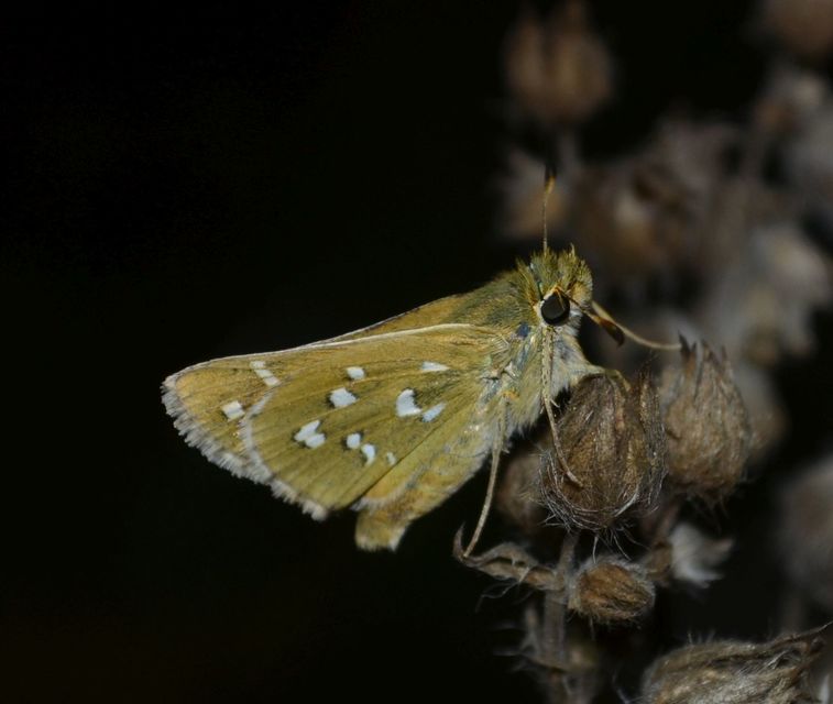 Hesperia comma - vesszős busalepke