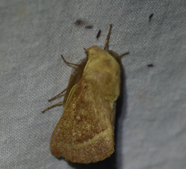 Lasiocampa trifolii - lóhereszövő
