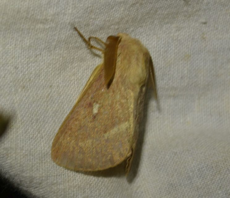 Lasiocampa trifolii - lóhereszövő
