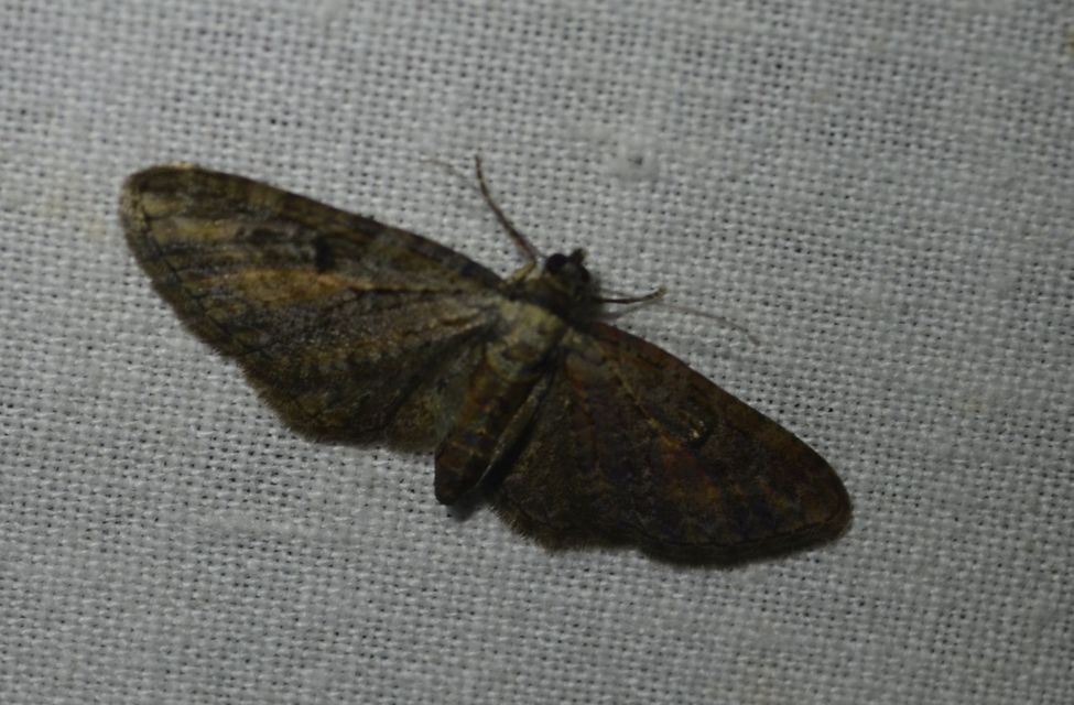 Eupithecia icterata - rozsdafoltos törpearaszoló