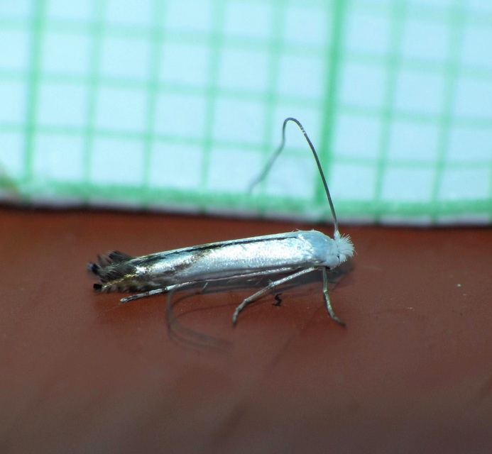 Lyonetia prunifoliella - rózsalevél-ezüstmoly
