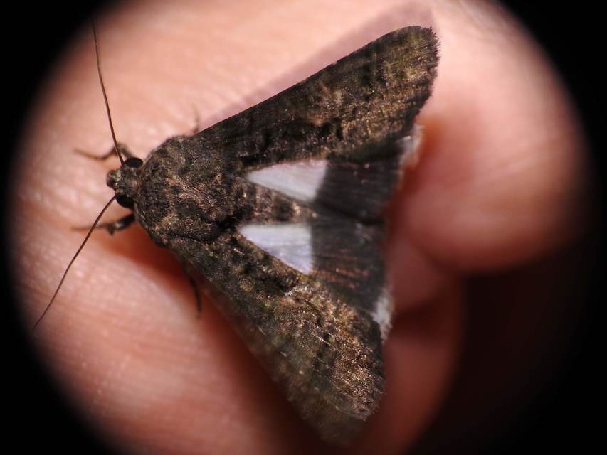 Anophia leucomelas - déli folyófűbagoly