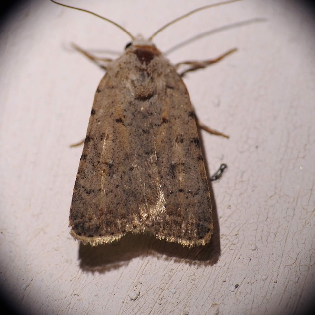 Paradrina clavipalpis - közönséges selymesbagoly