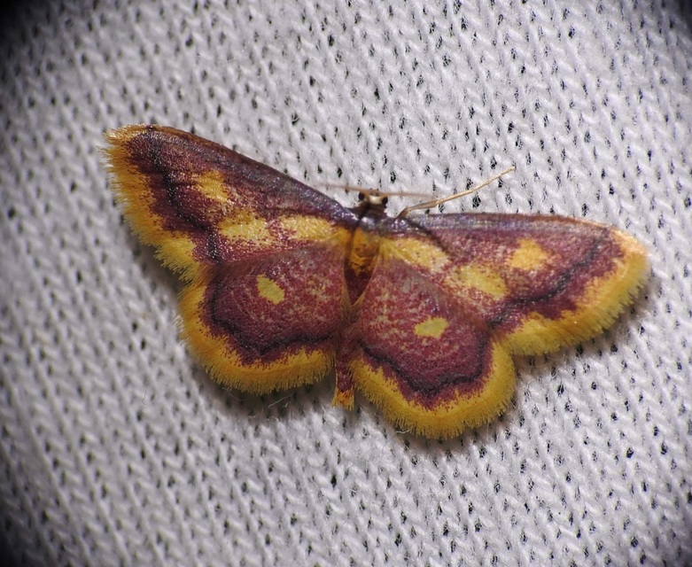 Idaea muricata - mocsári pirosaraszoló