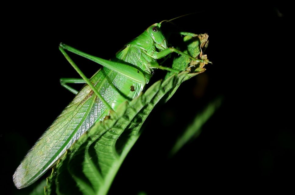 Tettigonia viridissima - zöld lombszöcske