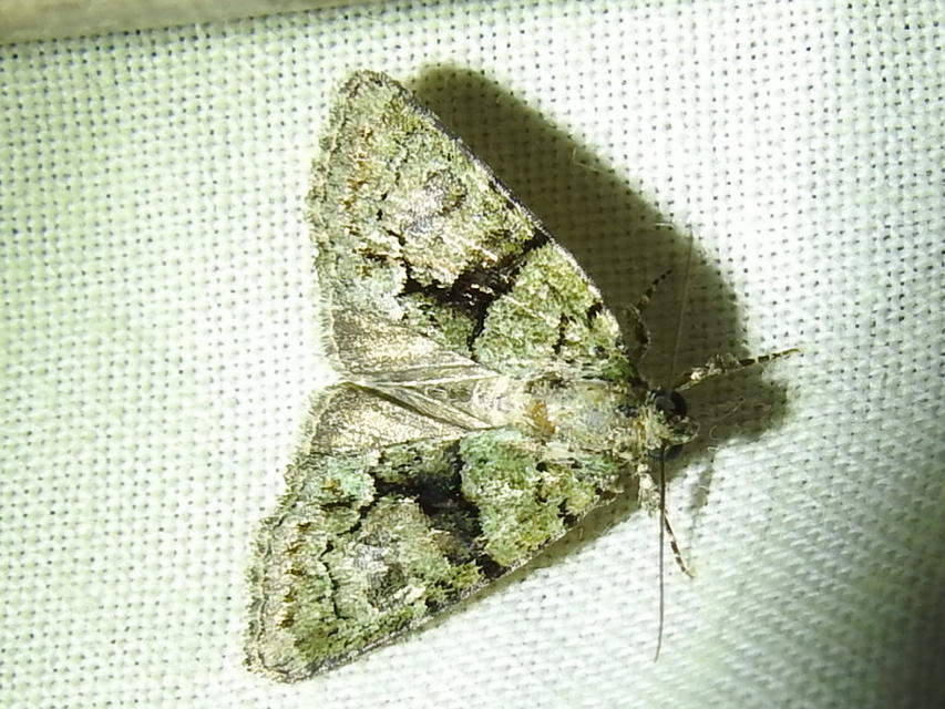 Cryphia algae - sárgászöld zuzmóbagoly