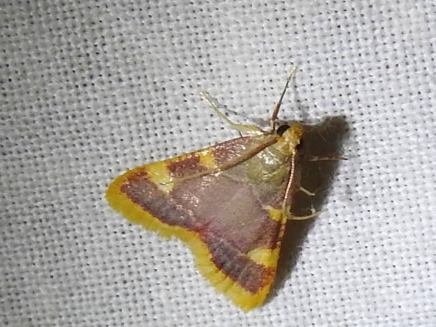 Hypsopygia costalis - szénailonca