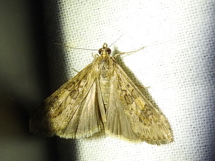 Nomophila noctuella - közönséges vándormoly