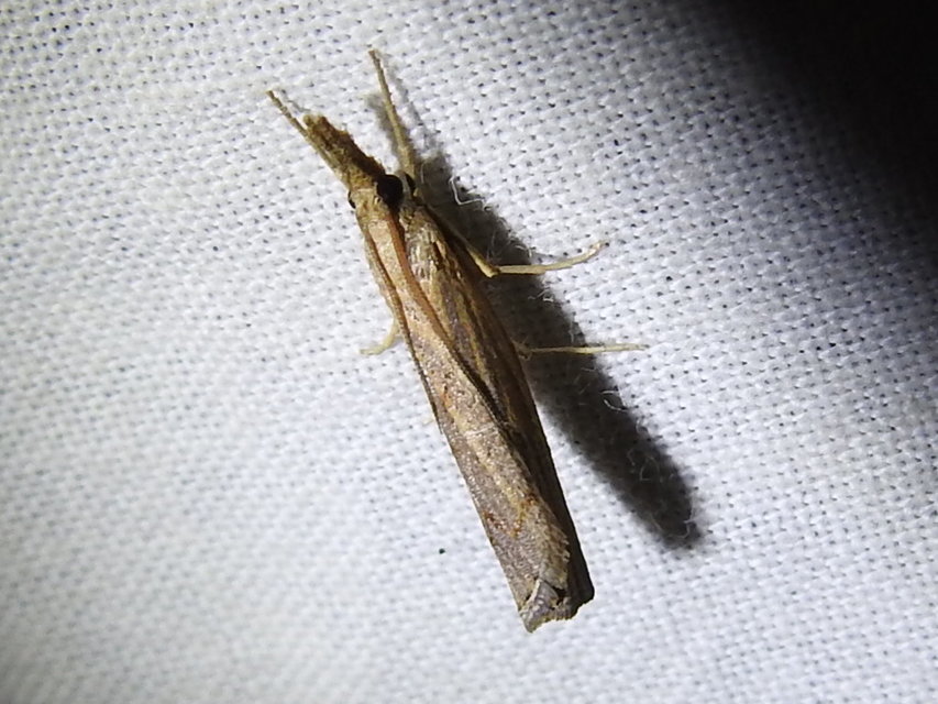 Pediasia contaminella - mocskos fűgyökérmoly