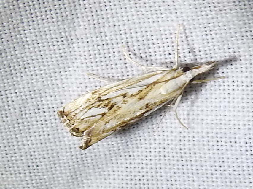 Catoptria falsella - hálós fűgyökérmoly