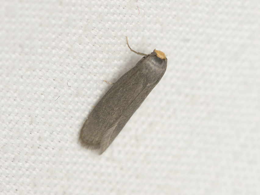 Achroia grisella - kis viaszmoly