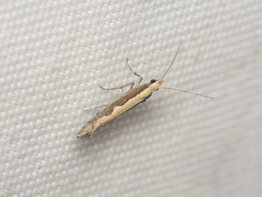 Plutella xylostella - káposztamoly