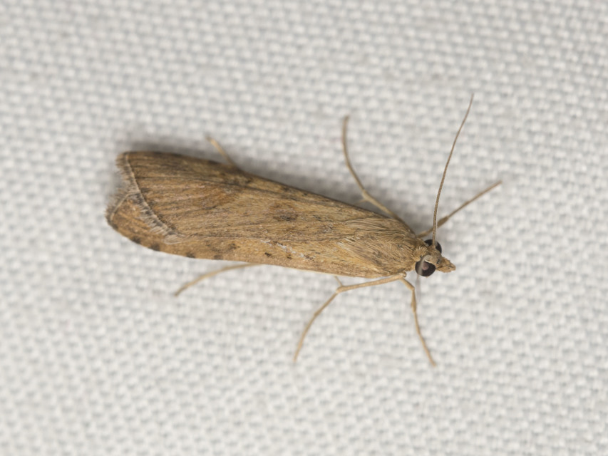 Nomophila noctuella - közönséges vándormoly