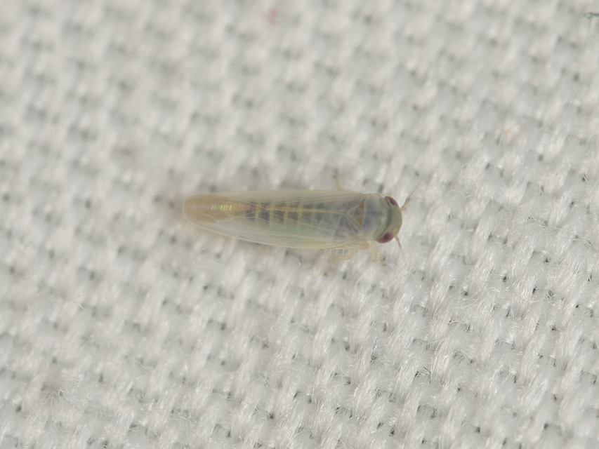 Typhlocybinae