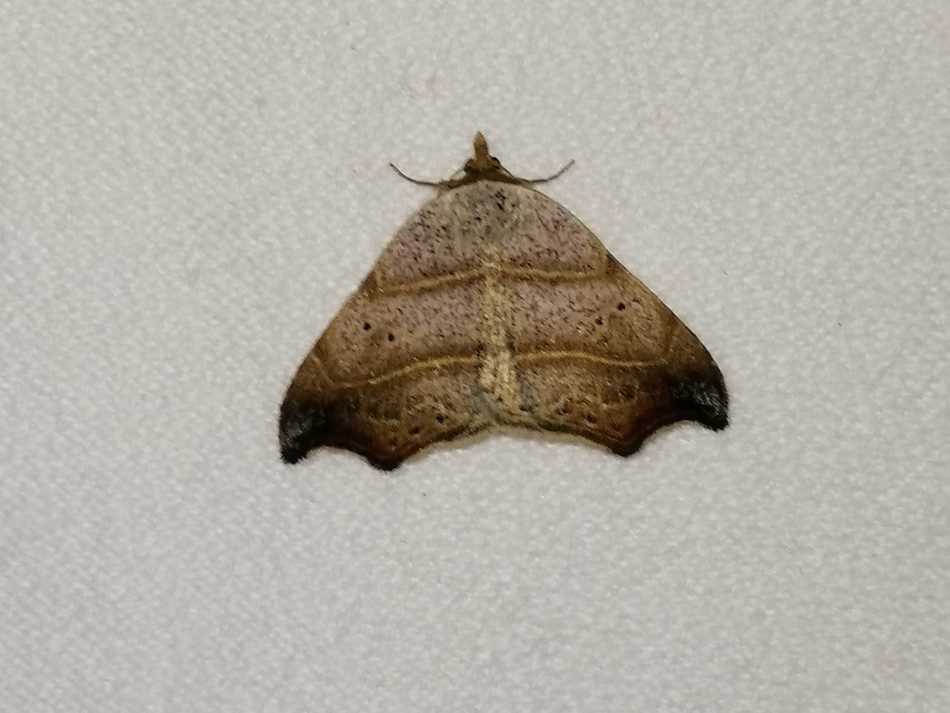 Laspeyria flexula - zuzmóbagoly