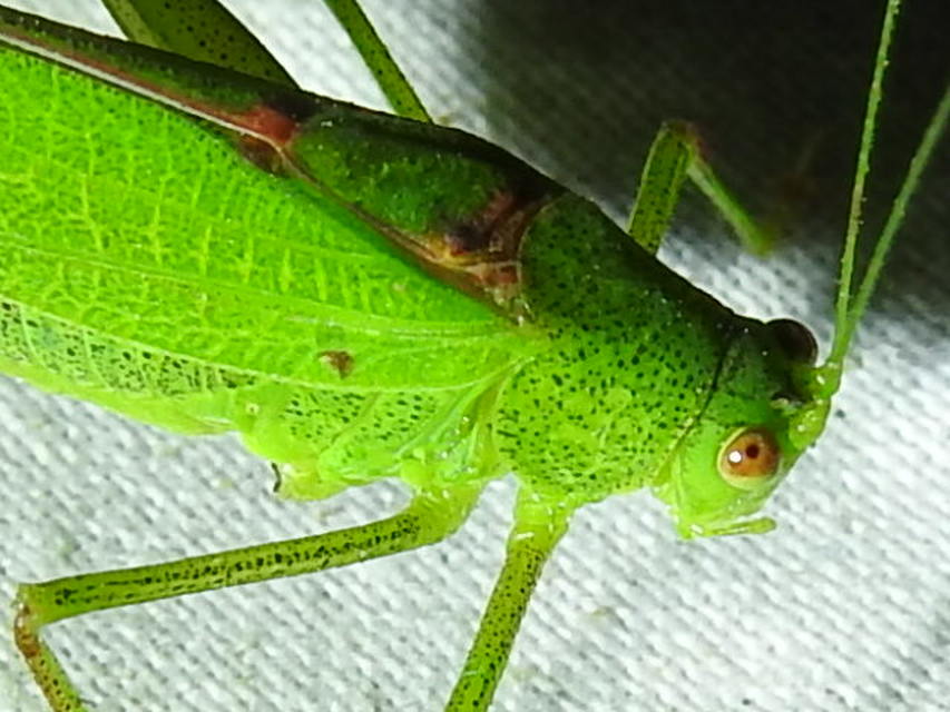 Phaneroptera nana - pontozott repülőszöcske