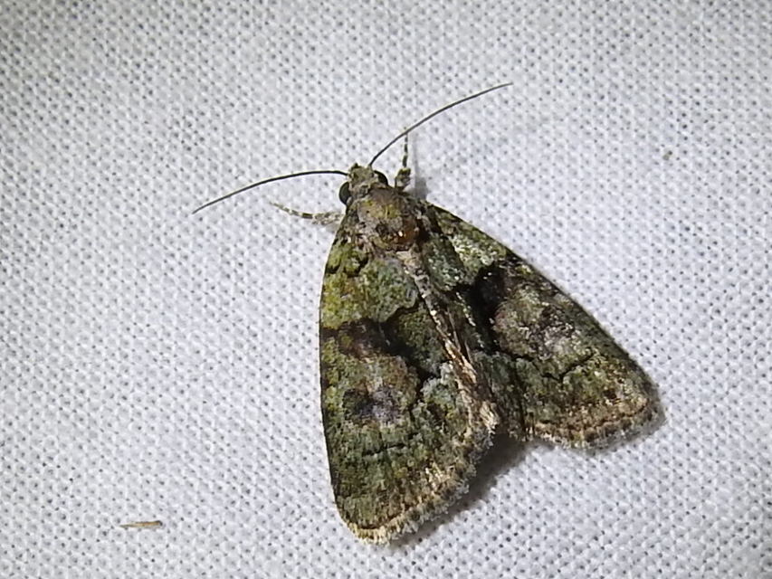Cryphia algae - sárgászöld zuzmóbagoly