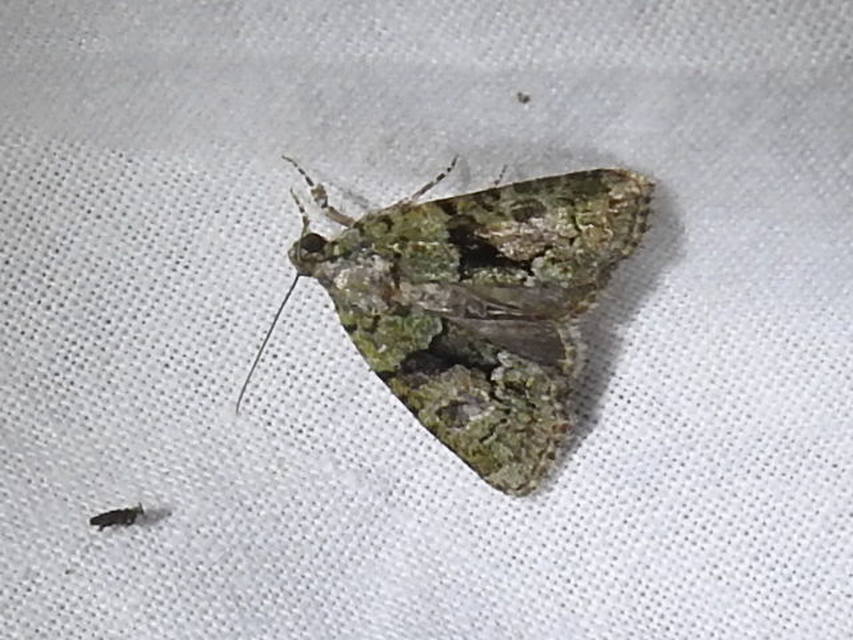 Cryphia algae - sárgászöld zuzmóbagoly