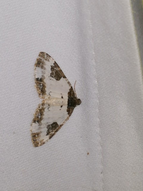 Melanthia procellata - hullámos tarkaaraszoló