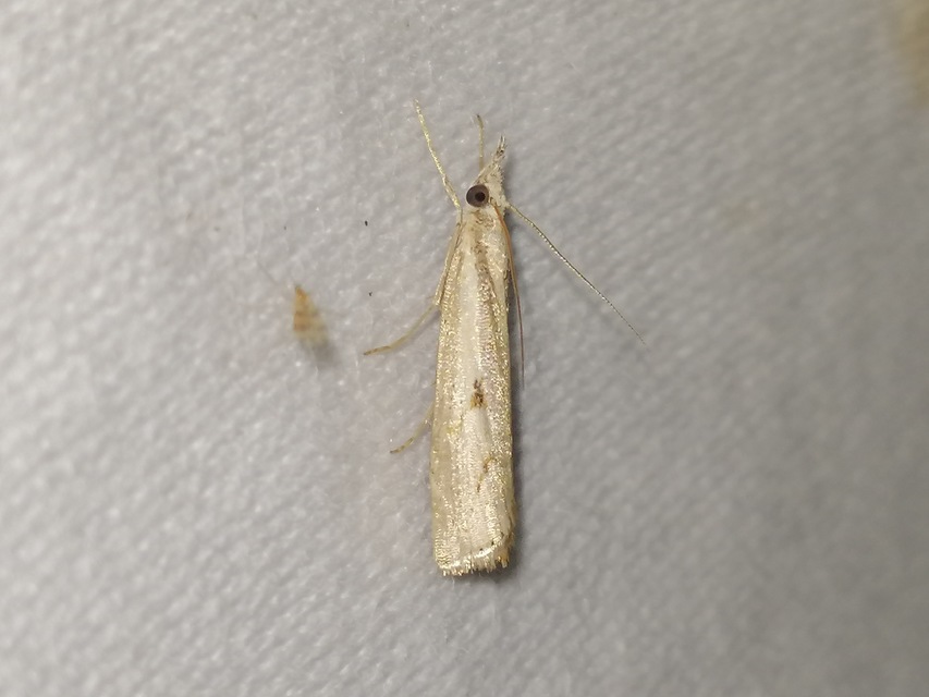 Agriphila inquinatella - közönséges fűgyökérmoly