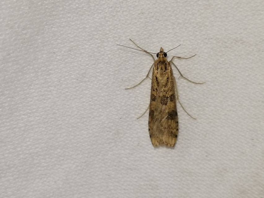 Nomophila noctuella - közönséges vándormoly
