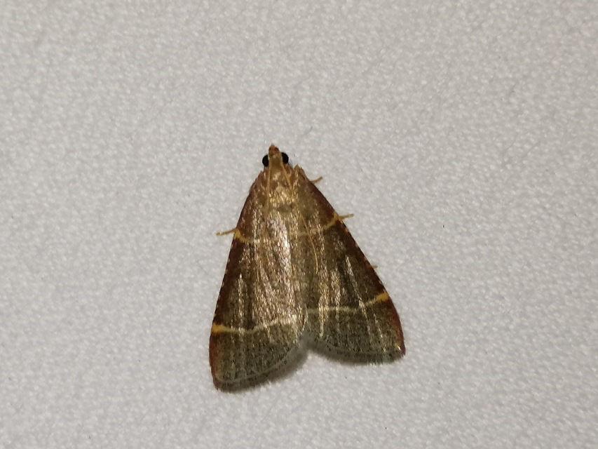 Hypsopygia glaucinalis - rezes fényilonca