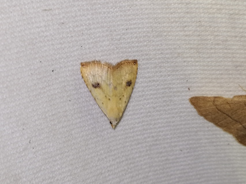 Rivula sericealis - selymes lórombagoly