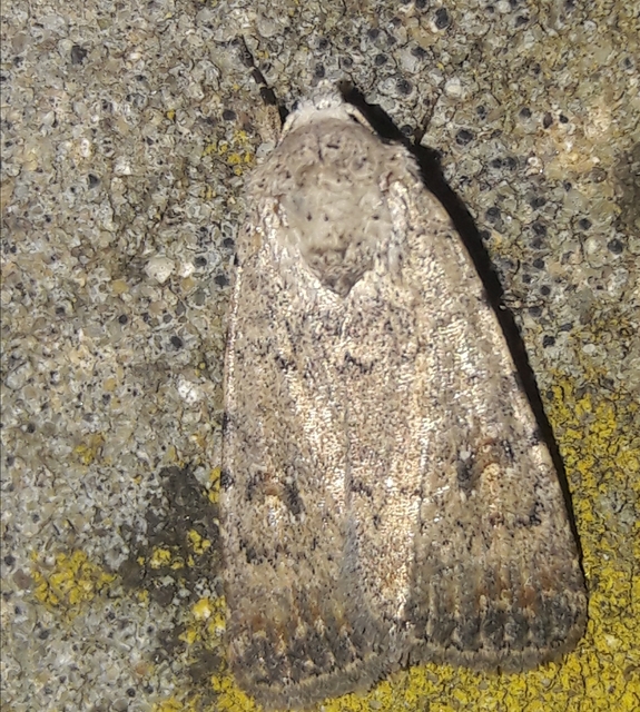 Paradrina clavipalpis - közönséges selymesbagoly