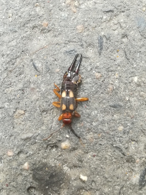 Forficula smyrnensis - szmirnai fülbemászó