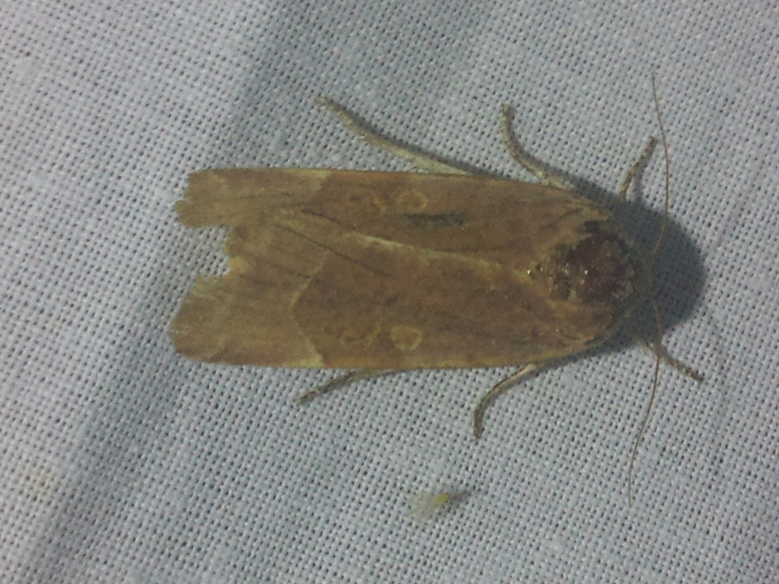 Noctua fimbriata - szélessávú sárgafűbagoly