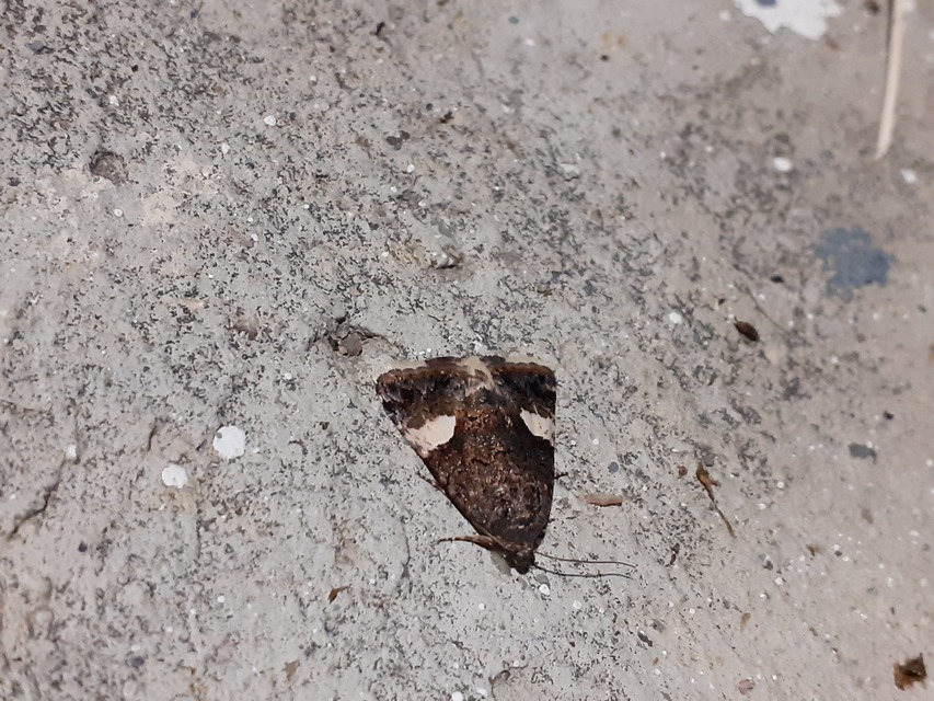 Tyta luctuosa - fekete nappalibagoly