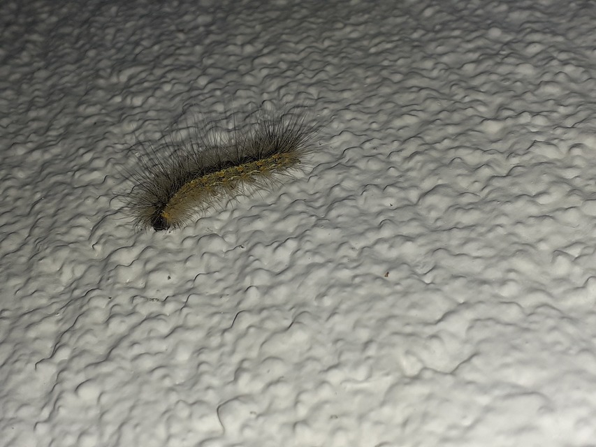 Hyphantria cunea - amerikai fehér medvelepke
