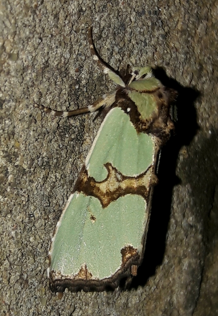 Staurophora celsia - buckabagoly